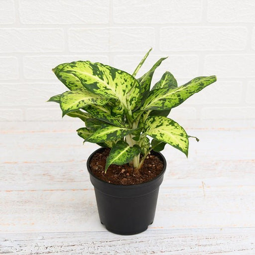 Dieffenbachia Mary - 6" Pot