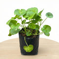 Gotu Kola - 6" Grow bag