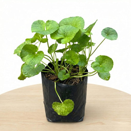 Gotu Kola - 6" Grow bag