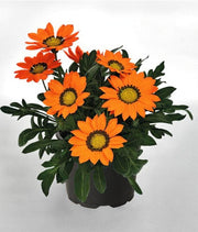 Gazania Orange - 6" Pot