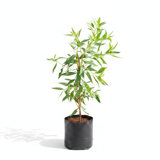 Conocarpus erectus - 6" Grow bag