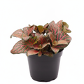Nerve Plant Red - 3" Pot