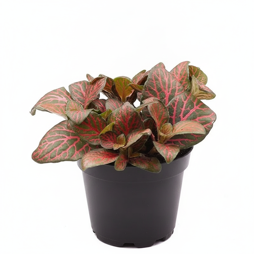 Nerve Plant Red - 3" Pot