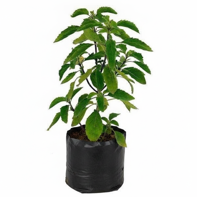 Kapoor Tulsi Plant Green - 6" Grow bag