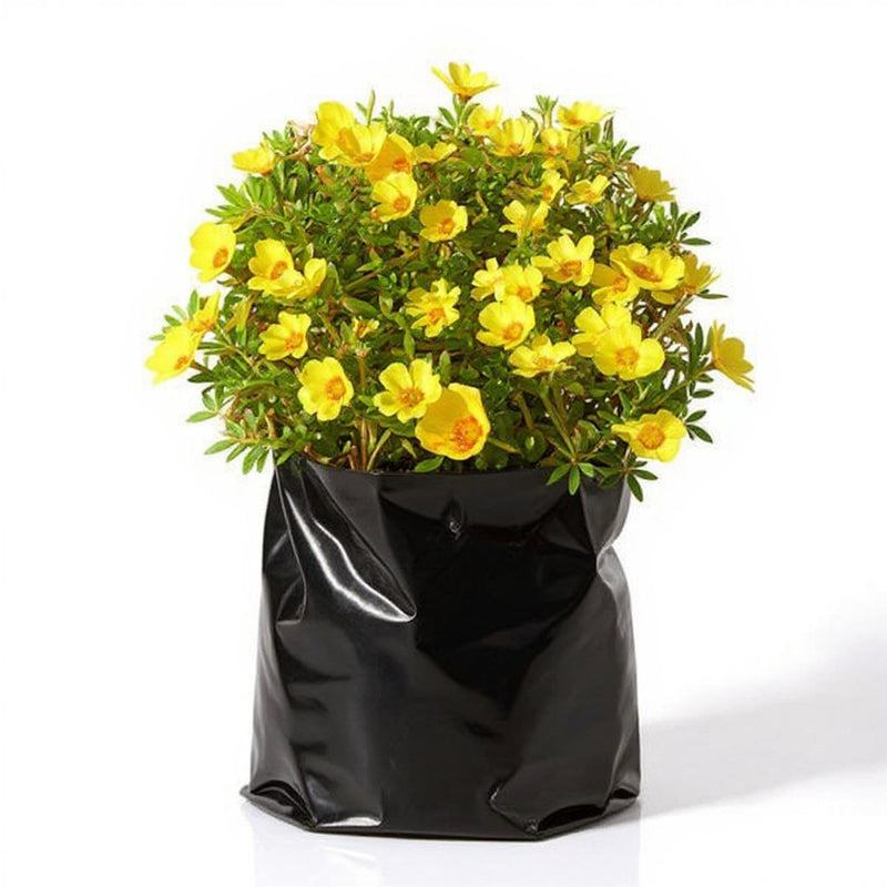 Portulaca Mixed