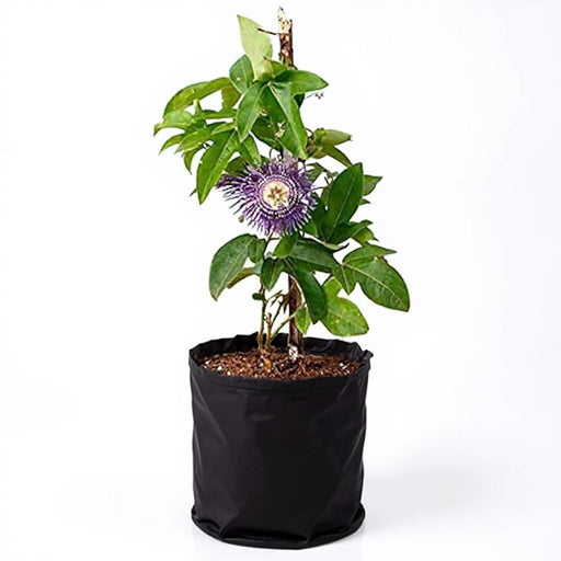 Krishna Kamal Purple - 10" Grow bag