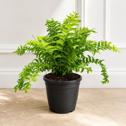 Fish Tail Fern - 6" Pot
