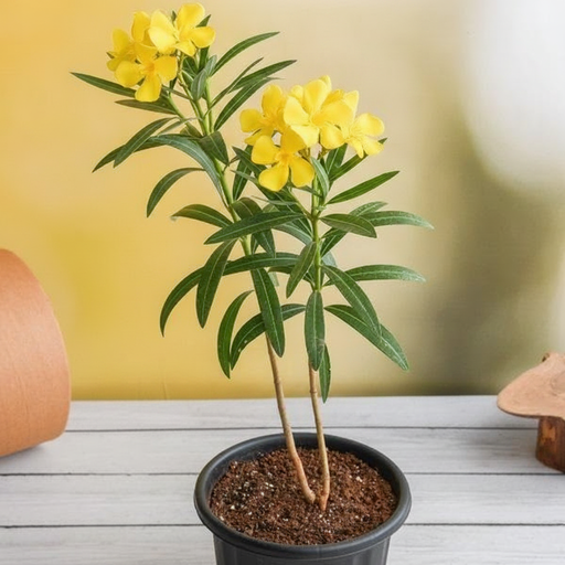 Oleander Yellow - 6" Pot
