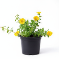 Portulaca 10 O'Clock Yellow - 5" Pot