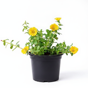 Portulaca 10 O'Clock Yellow - 5" Pot
