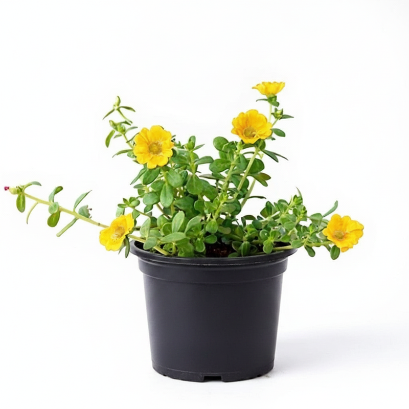 Portulaca 10 O'Clock Yellow - 5" Pot