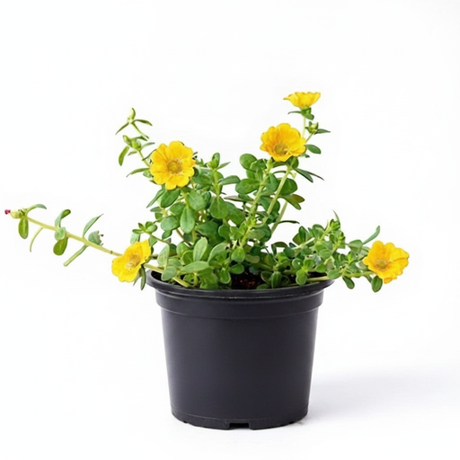 Portulaca 10 O'Clock Yellow - 5" Pot