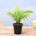 Boston Fern Golden - 5" Pot