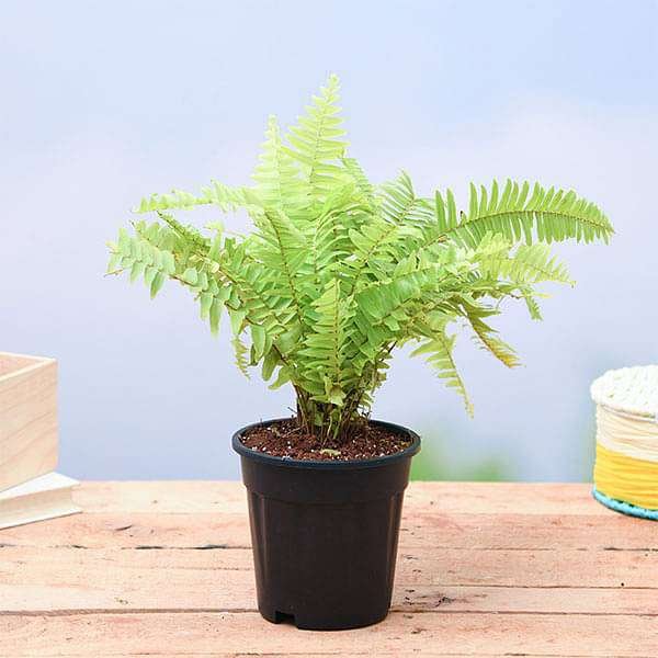 Boston Fern Golden - 5" Pot