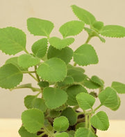 Ajwain Plant - 6" Grow bag