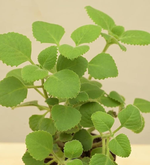 Ajwain Plant - 6" Grow bag
