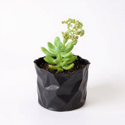 Sedum Adolphii