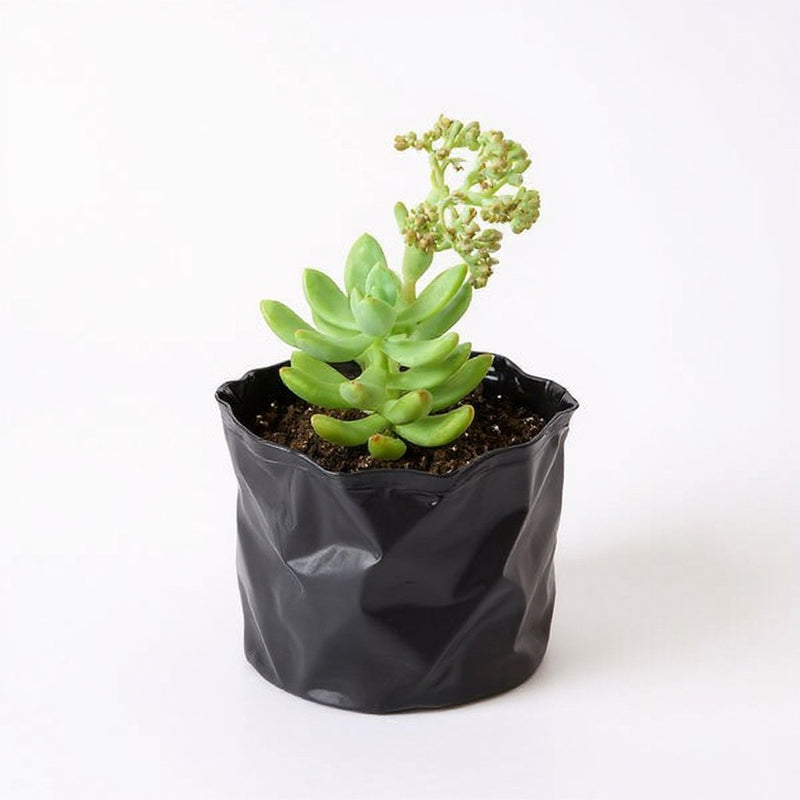 Sedum Adolphii