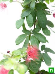 Powder Puff - 10" Grow bag