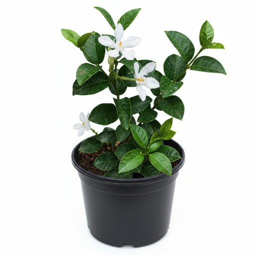 Srilankan Tagar - 8" Pot