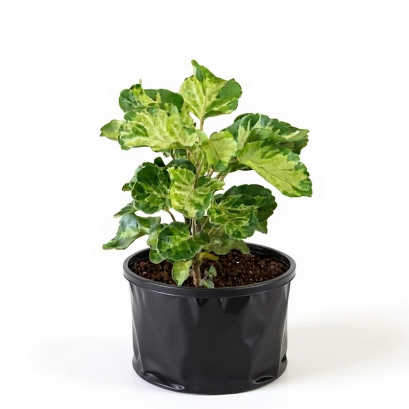 Aralia Dinner Plate - 6" Grow bag