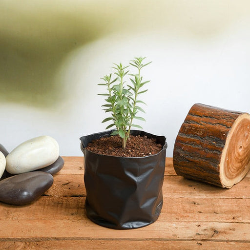 Rosemary - 6" Grow bag