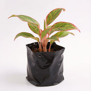 Aglaonema Red Lipstick