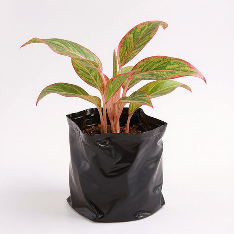 Aglaonema Red Lipstick