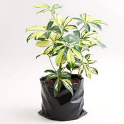 Schefflera Variegated