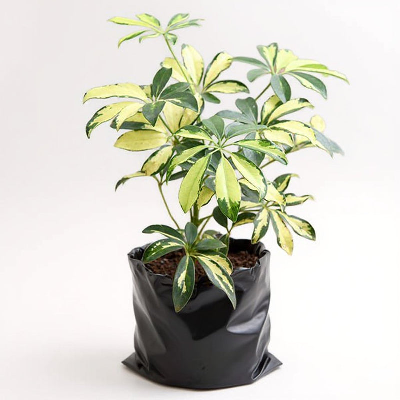 Schefflera Variegated