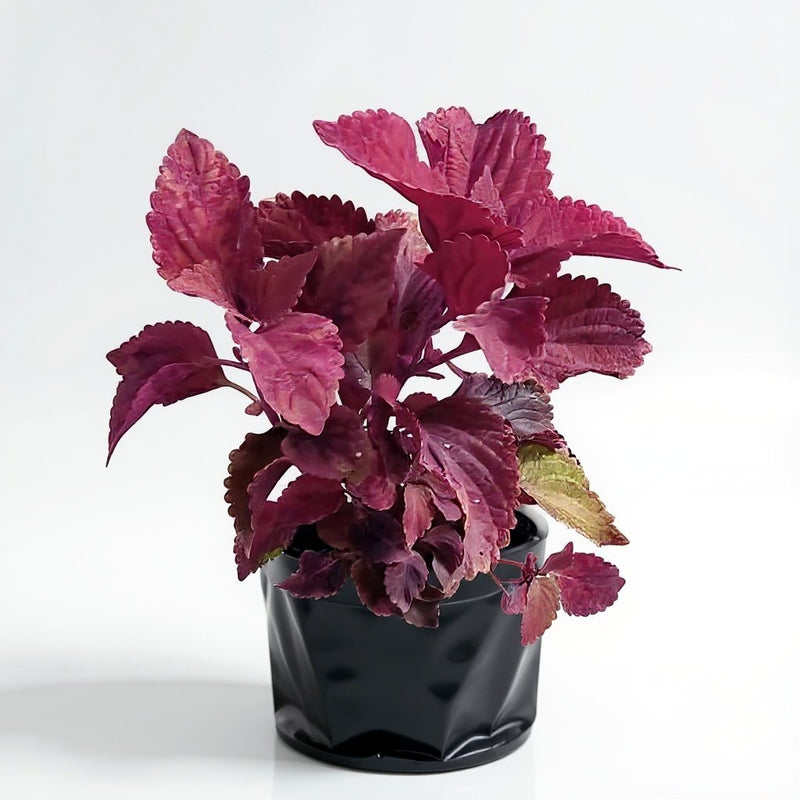 Coleus Pink - 6" Grow bag