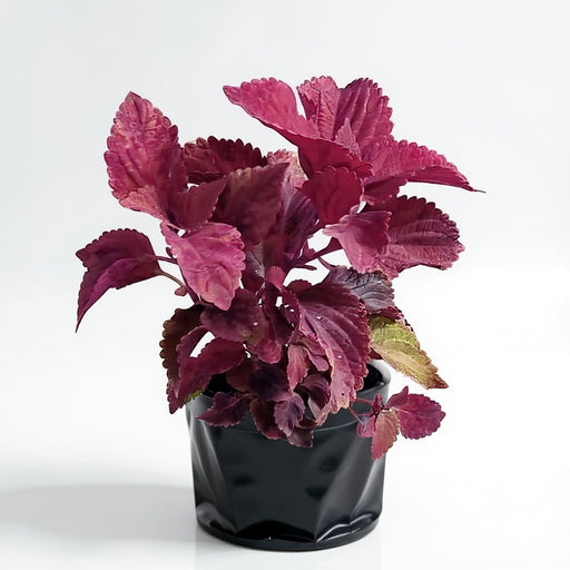 Coleus Pink - 6" Grow bag
