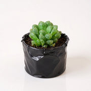 Haworthia Cooperi