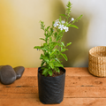 Plumbago White White - 10" Grow bag