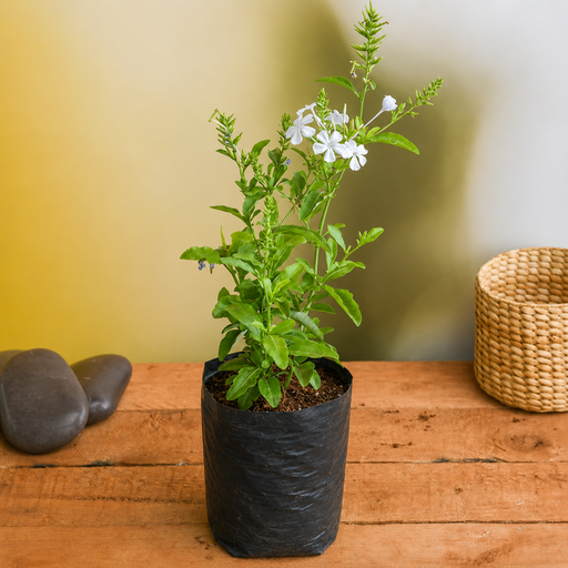 Plumbago White White - 10" Grow bag