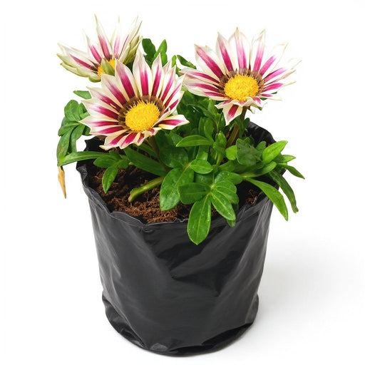 Gazania Pink White - 6" Grow bag
