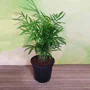 Chamaedorea Palm - 4" Pot
