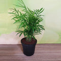 Chamaedorea Palm - 5" Pot