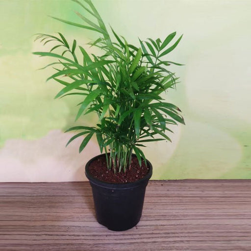 Chamaedorea Palm - 5" Pot