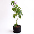 Garlic Creeper - 10" Grow bag