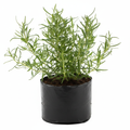 Rosemary - 10" Grow bag