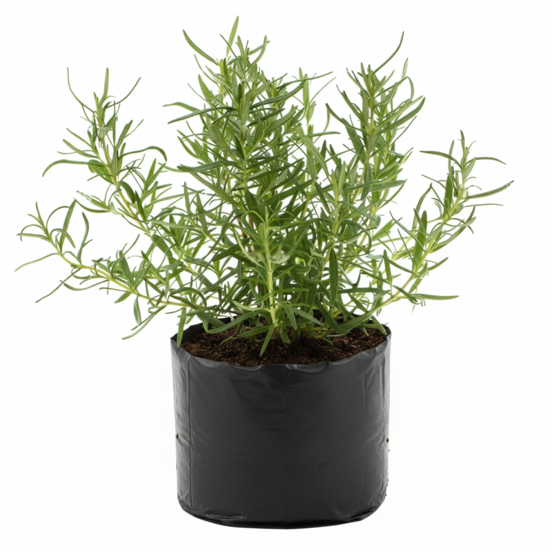 Rosemary - 10" Grow bag