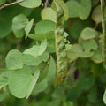 Katmauli, Apta - 6" Grow bag