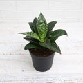 Sansevieria Hahnii Green - 4" Pot