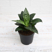 Sansevieria Hahnii Green - 5" Pot