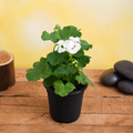 Geranium Ivy White - 5" Pot