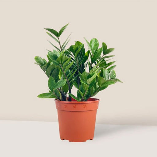 ZZ Plant - 4" Pot